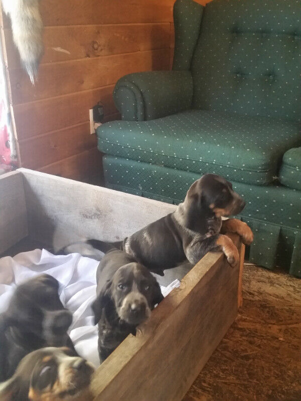 Registered bluetick puppies 