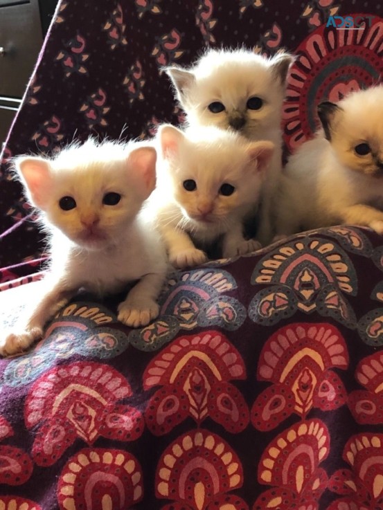 Birman kittens for sale