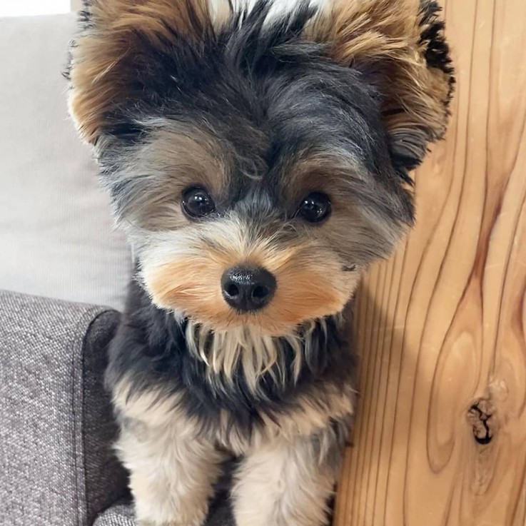   Male and Female Yorkie Puppies