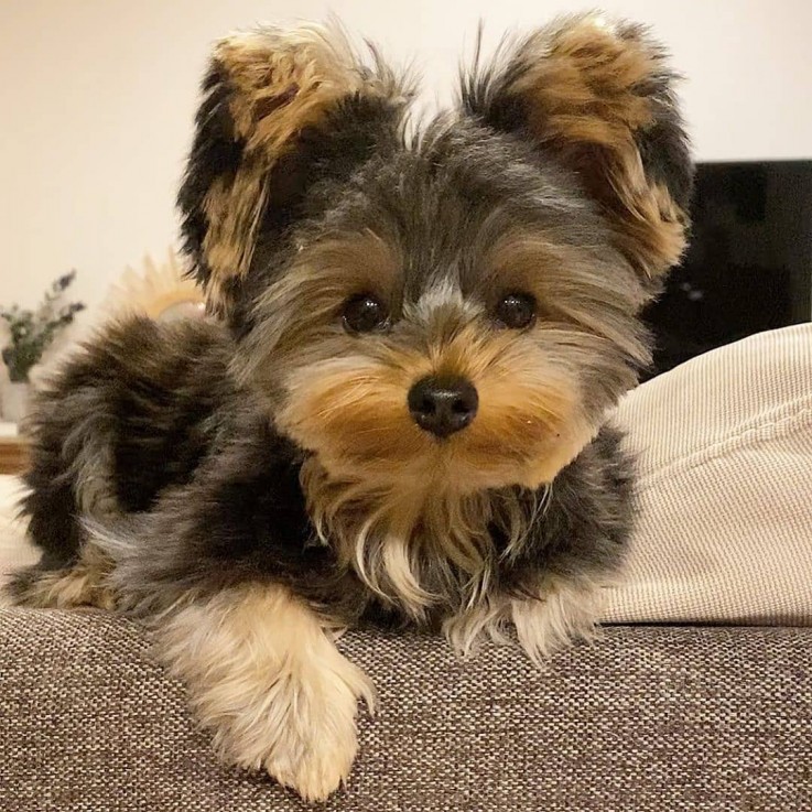   Male and Female Yorkie Puppies