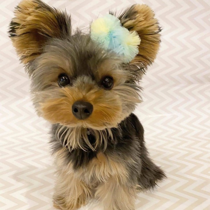   Male and Female Yorkie Puppies