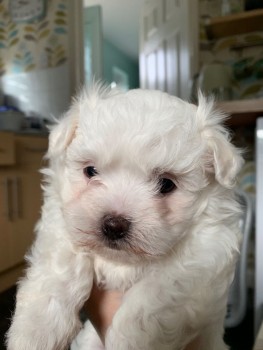  MALTIPOO puppies