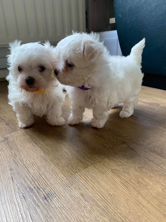  MALTIPOO puppies