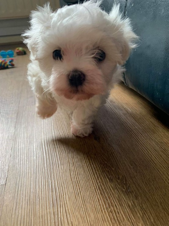  MALTIPOO puppies