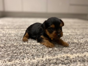 AKC Yorkshire Terrier Puppies 