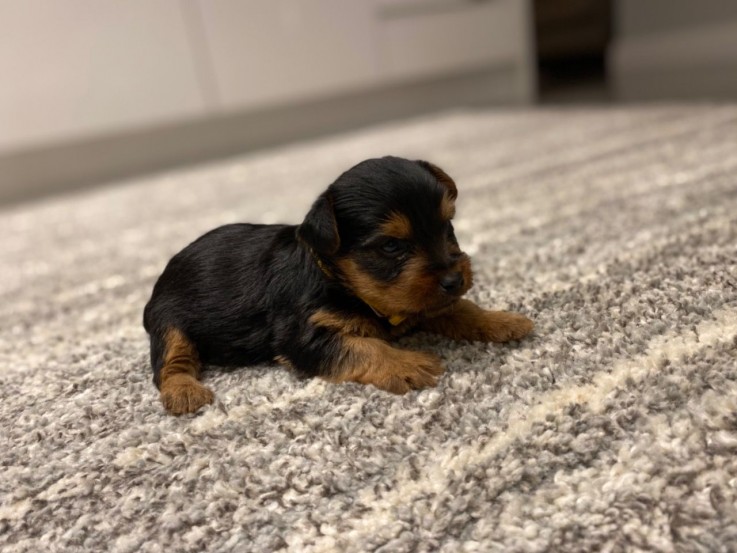 AKC Yorkshire Terrier Puppies 