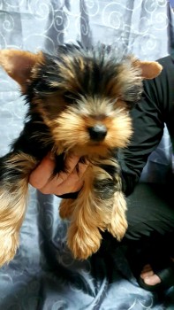 AKC Yorkshire Terrier Puppies