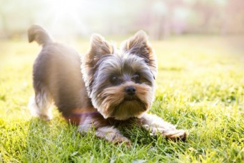 AKC Yorkshire Terrier Puppies