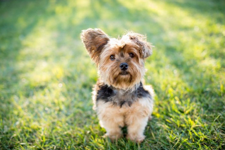 AKC Yorkshire Terrier Puppies