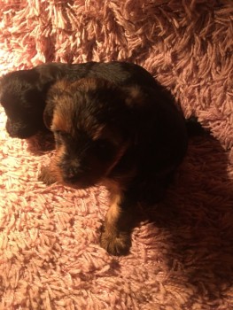 AKC Yorkshire Terrier Puppies