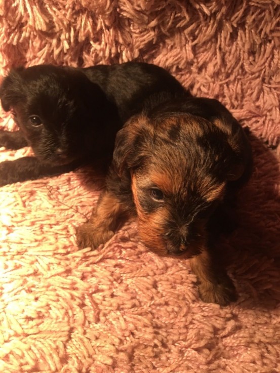 AKC Yorkshire Terrier Puppies