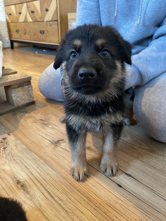 rottweiler puppies