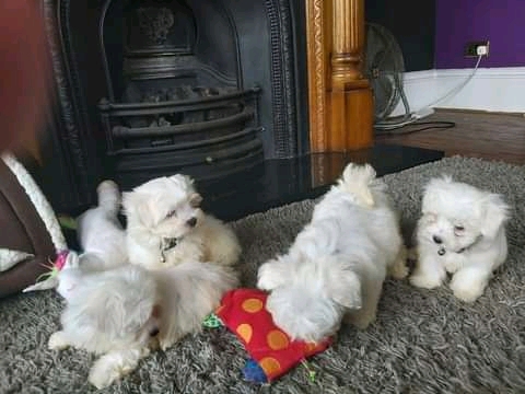 Purebred Maltese puppies