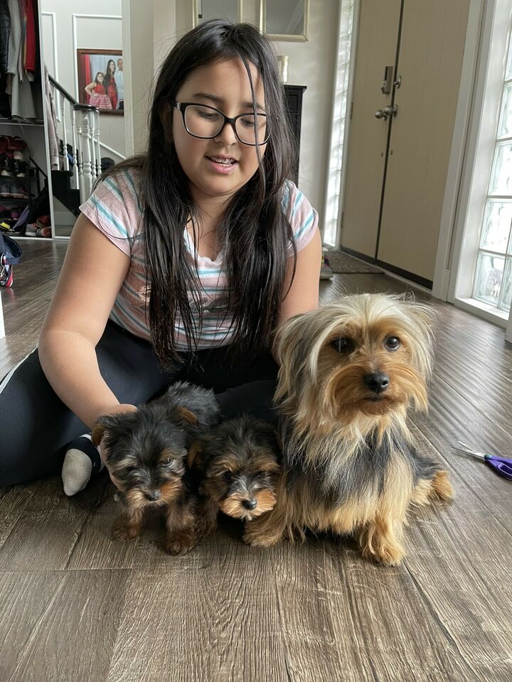 Yorkie puppies for sale text 4697269633