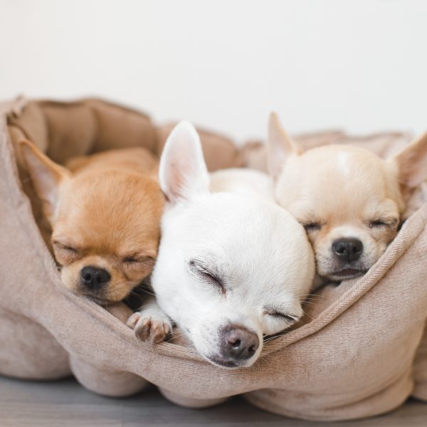 Beautiful Chihuahua puppies