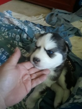 Siberian Husky puppies