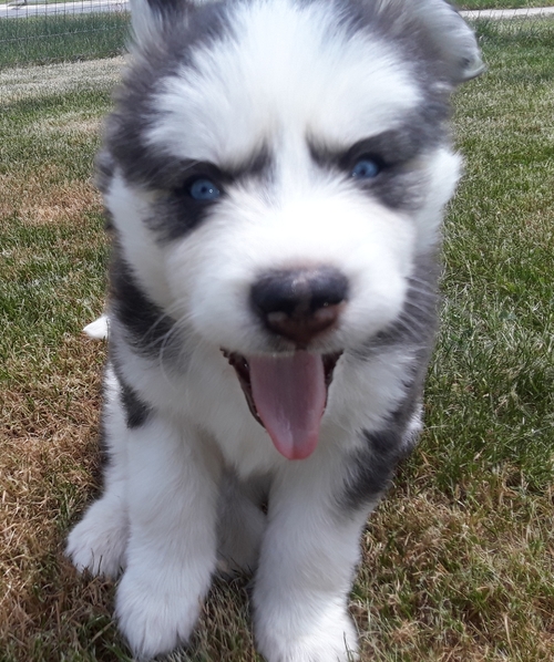 Siberian Husky puppies