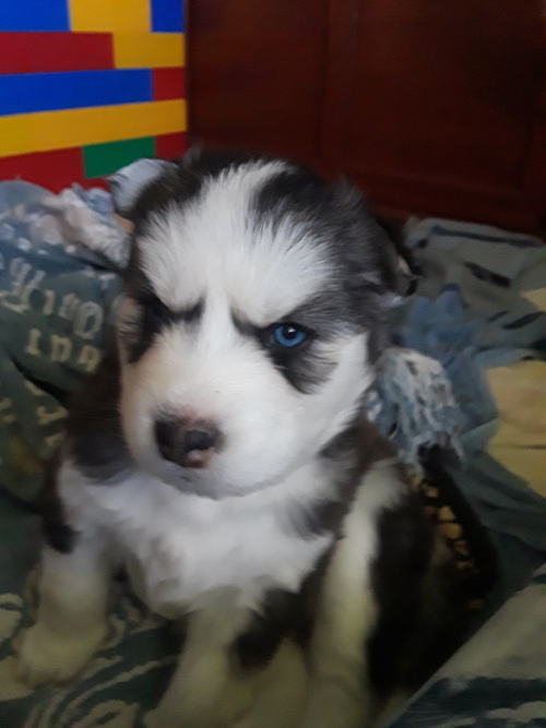 Siberian Husky puppies