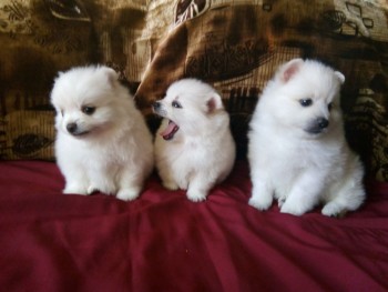 Pomeranian puppies for sale 