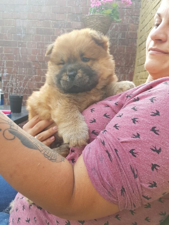 Chow Chow puppies for sale 