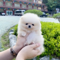 Pomeranian puppies for sale 