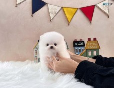 Pomeranian puppies for sale 