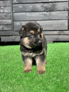 German Shepherd puppies