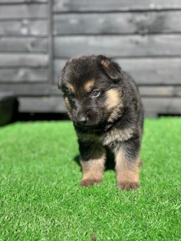 German Shepherd puppies