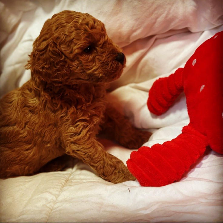 Poodle puppies for sale 