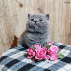 British Shorthairs kittens for sale 