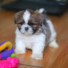 Shih Tzu puppies  for sale 