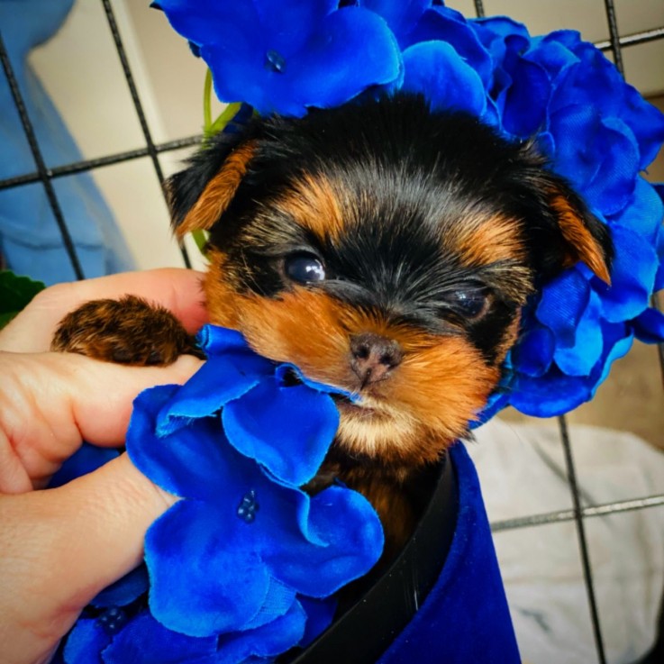 Yorkshire Terrier puppies  for sale 