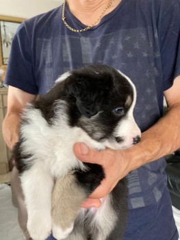 Border Collie puppies for sale 