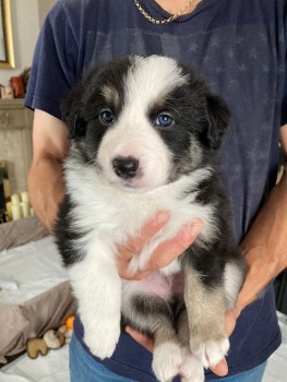 Border Collie puppies for sale 