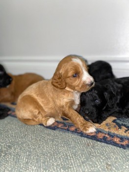 Cockapoo puppies for sale 