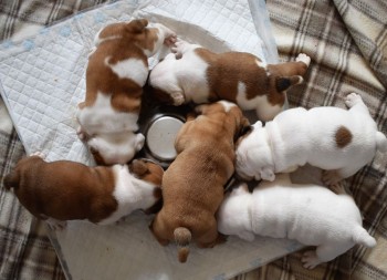 English Bulldog puppies