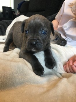 Cane Corso puppies for sale 