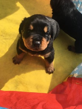 Rottweiler puppies for sale 