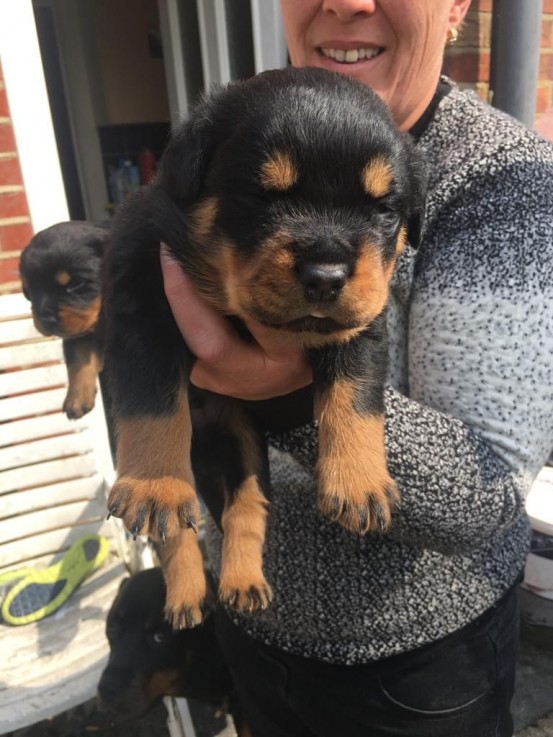 Rottweiler puppies for sale 