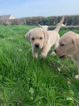 Labrador Retriever puppies for sale 