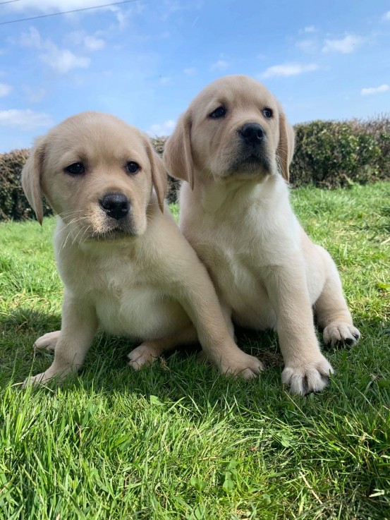 Labrador Retriever puppies for sale 