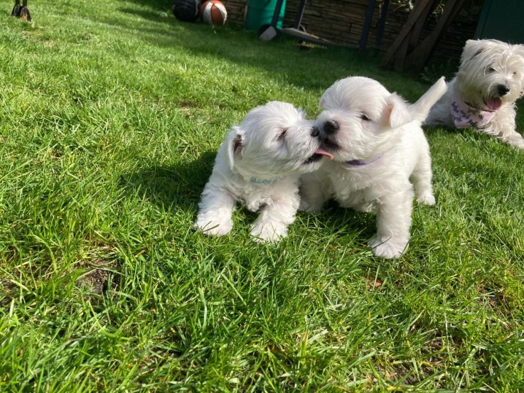 West Highland Terrier puppies for sale 