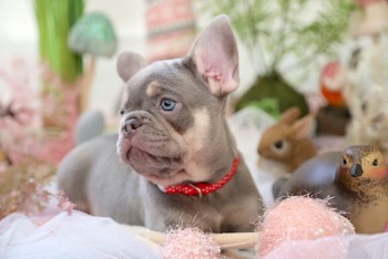 French Bulldog puppies for sale 