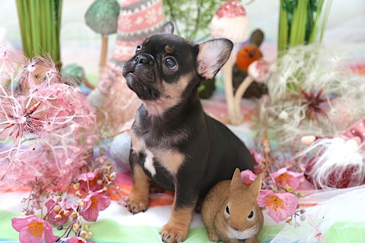 French Bulldog puppies for sale 