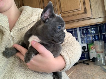 French Bulldog puppies for sale 