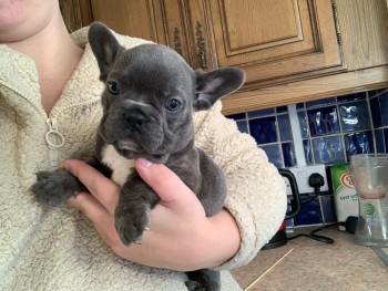 French Bulldog puppies for sale 