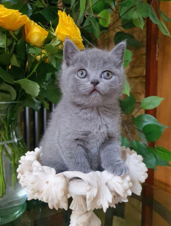 Scottish Fold kittens  for sale 