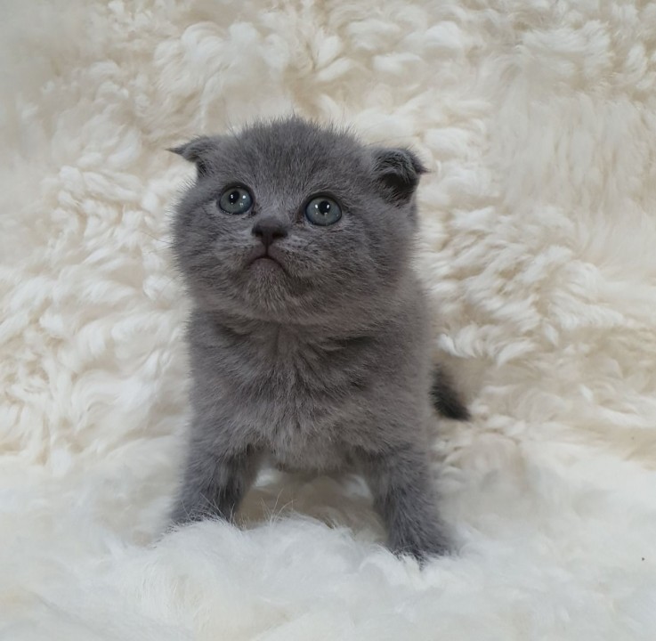 Scottish Fold kittens  for sale 