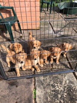 Super Golden Retrievers Pups