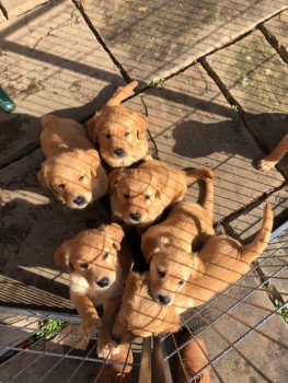 Super Golden Retrievers Pups